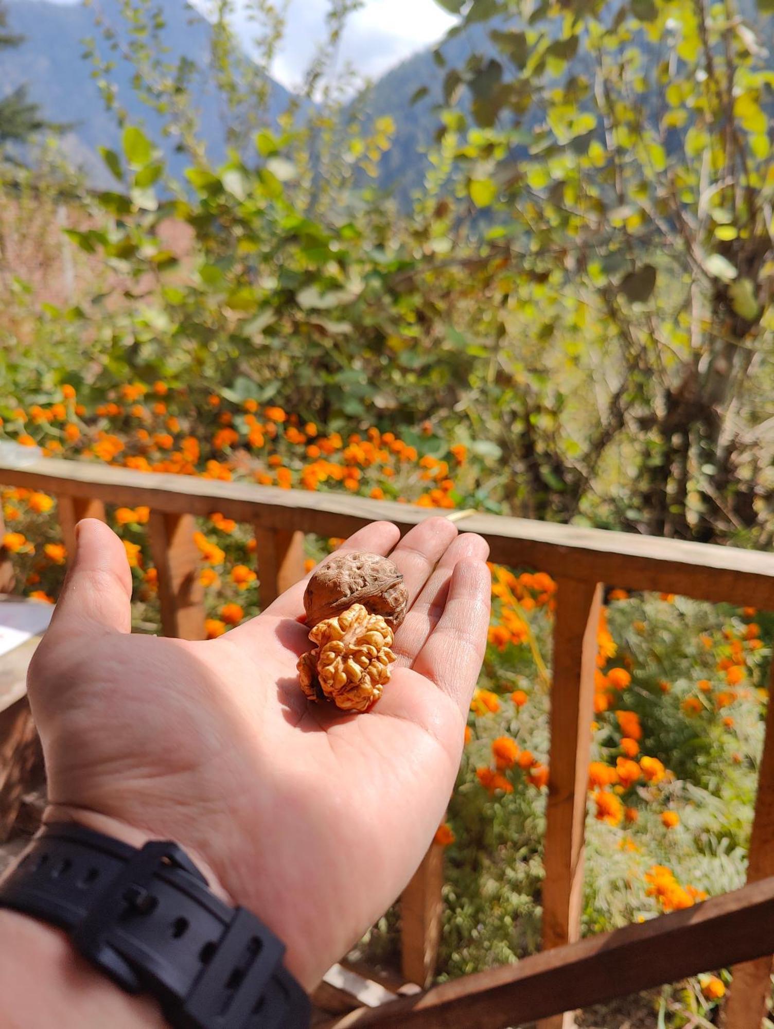 Renuka Homestay And Cafe 卡索尔 外观 照片